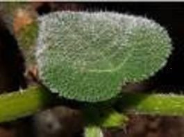 australian plant