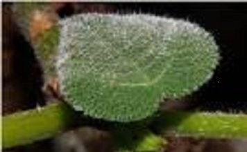 australian plant