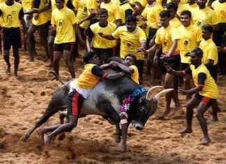 jallikattu