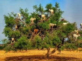 goats-argan-trees