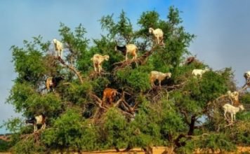 goats-argan-trees
