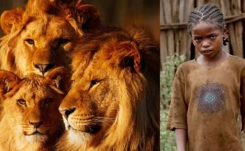 Lions and Girl