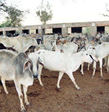 Cow