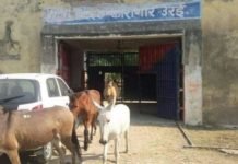 कांग्रेस ने कहा अपराधी घूम रहें खुलेआम, योगी की पुलिस जेल में बंद कर रही गधे जेल से छूटे गधे