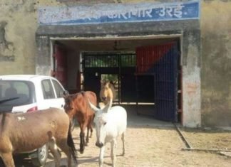 कांग्रेस ने कहा अपराधी घूम रहें खुलेआम, योगी की पुलिस जेल में बंद कर रही गधे जेल से छूटे गधे
