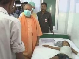 कुत्तों के हमले