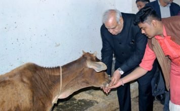 गोबर