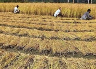 मुख्यमंत्री की किसानों से अपील, “न जलाएं पराली, इससे पहुंचती है खेत की उर्वरा शक्ति को स्थाई क्षति” पराली