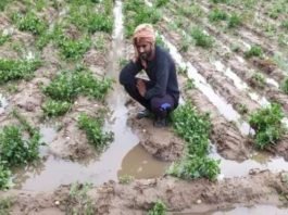 प्रियंका का योगी सरकार पर हमला, कोरे दावे की जगह नुकसान का दें किसानों को मुआवजा ओलावृष्टि
