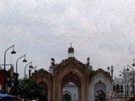 टिड्डी दल