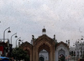 टिड्डी दल