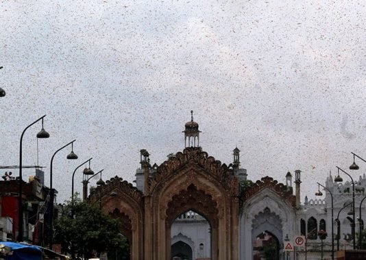 टिड्डी दल