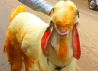 बकरा अरेस्‍ट