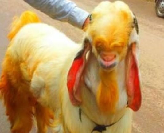 बकरा अरेस्‍ट