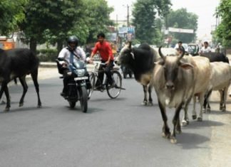 गोवंश की ईयर टैगिंग