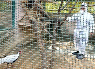 बर्ड फ्लू