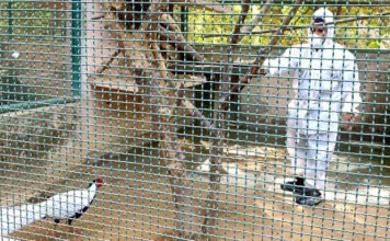 बर्ड फ्लू