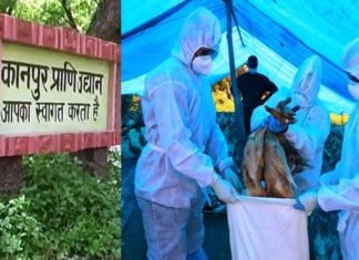 बर्ड फ्लू की पुष्टि के बाद कानपुर Zoo अनिश्चितकाल तक बंद, सभी पक्षियों को मारने के आदेश, मांस बिक्री पर भी प्रतिबंध कानपुर चिड़ियाघर