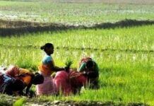 मोदी की कैबिनेट में टेक्सटाइल सेक्टर के 10683 करोड़ का प्रस्ताव मंजूर, रबी फसलों के लिए बढ़ाई MSP मोदी की कैबिनेट