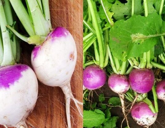 शलजम के पत्ते