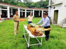 सबसे बुजुर्ग टाइगर