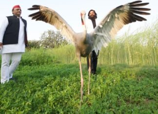 सारस की दोस्‍ती