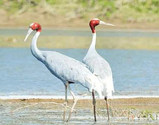 सारस बारहसिंघा पार्क