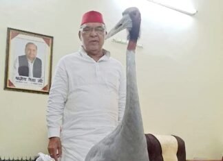 रविदास मेहरोत्रा का सारस