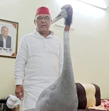 रविदास मेहरोत्रा का सारस