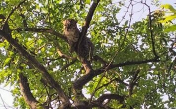 पेड़ पर तेंदुआ