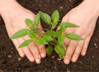 पौधारोपड़ में भ्रष्‍टाचार