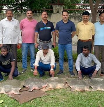विशालकाय कछुए