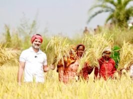 किसानों की मदद को सिर पर गमछा हाथ में हंसिया लिए खेत पहुंचे राहुल, काटी धान खेत में राहुल गांधी
