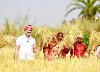 खेत में राहुल गांधी