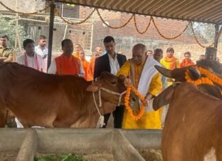 गो पूजन