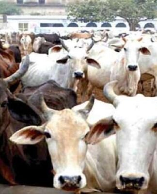 योगी सरकार में यूपी से गायब हुए 37.18 प्रतिशत गोवंश, अमिताभ ठाकुर ने की दोषियों पर कार्रवाई की मांग गोवंश