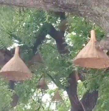लाइट चोरी