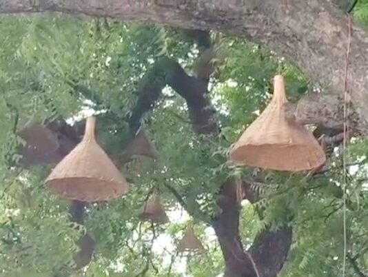 लाइट चोरी
