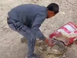 बर्मीज पाइथन