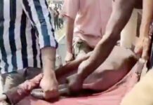 डाॅल्फिन