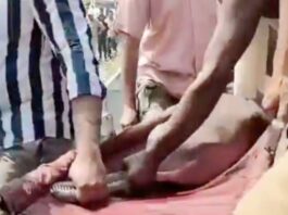 डाॅल्फिन