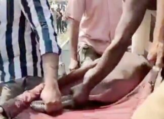 डाॅल्फिन