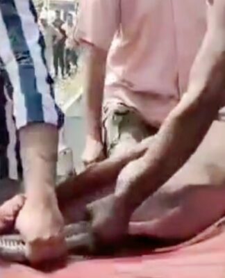 डाॅल्फिन