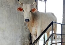 नगर निगम
