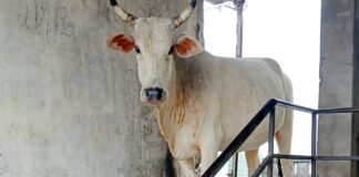 नगर निगम