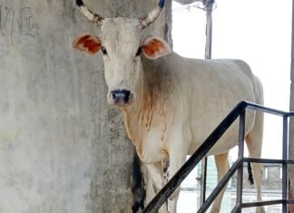 नगर निगम