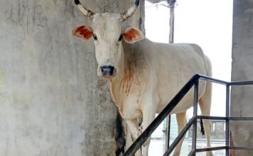 नगर निगम