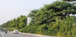 शहीद पथ की हरियाली