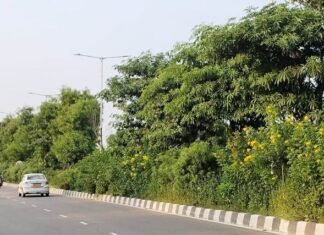 शहीद पथ की हरियाली
