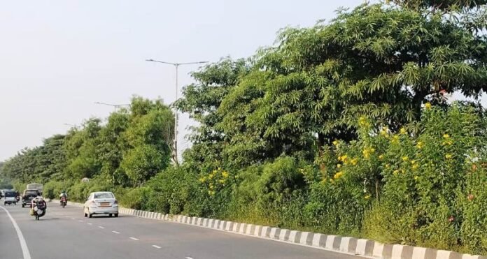 शहीद पथ की हरियाली